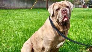 We were contacted about an urgent situation where a family had left an abusive home but their beloved Neopolitan mastiff, who was also being abused, was left behind because there was no where for her to go. We were asked to find her a new home, and we were more than willing to oblige. That’s how this big teddy bear named Smoosh came into our care. We have taken our time to get to know her since she came from a bad situation, and so far she has been nothing but a sweetheart. She is a bit shy with first introductions, but it doesn’t take long for her to open up and charm people even with goobers drooling from her jowels (it’s a mastiff thing!)! While we have not integrated her with other dogs yet, she seems very friendly through the fence and eager to play. We typically lean toward suggesting teenagers and older with dogs this size, and prefer people who have mastiff or giant breed experience. She is true to her breed … sensitive, gentle, loving, and eager for praise and affection. If you are interested in adopting Smoosh please go to https://www.iheartdogs.org/wp-content/uploads/2017/05/IHD-Adoption-Foster-Application-FINAL-3-8-17.pdf to print and fill out an adoption application. You can bring your completed application with you to our Haven during adoption hours or fill one out onsite. We are open Tuesday, Thursday and Friday from 1-6 p.m., Saturday from 12-5 p.m. and are located at 22415 Groesbeck Hwy. in Warren.
